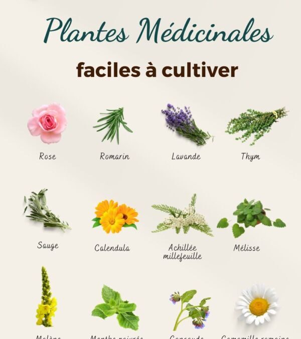 Comment utiliser les plantes médicinales dans votre jardin