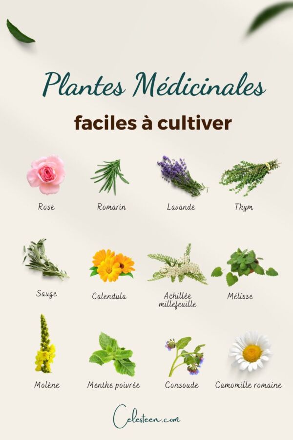 Comment utiliser les plantes médicinales dans votre jardin