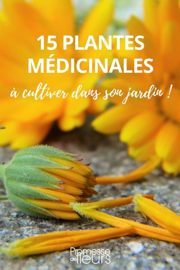 fertilisant naturel jardinage