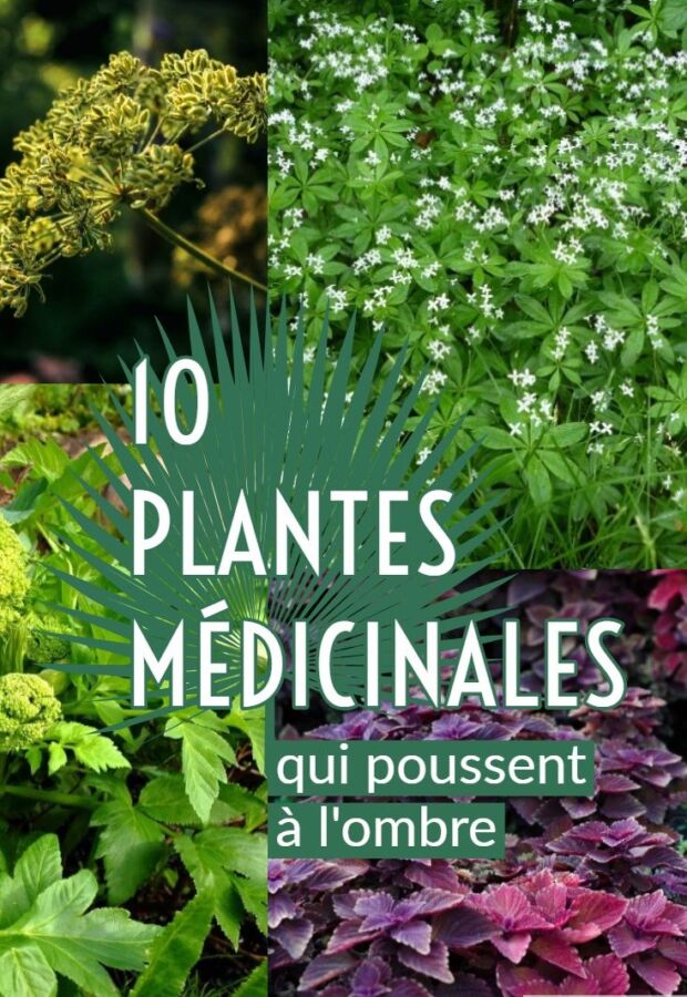 fertilisant naturel jardinage
