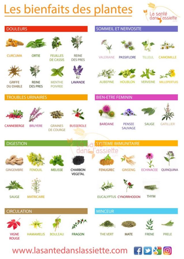 soin plante verte bio
