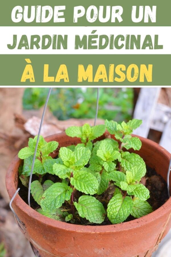 soin plante verte bio