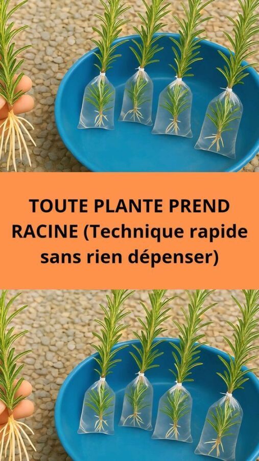 Fertilisant organique citronnier
