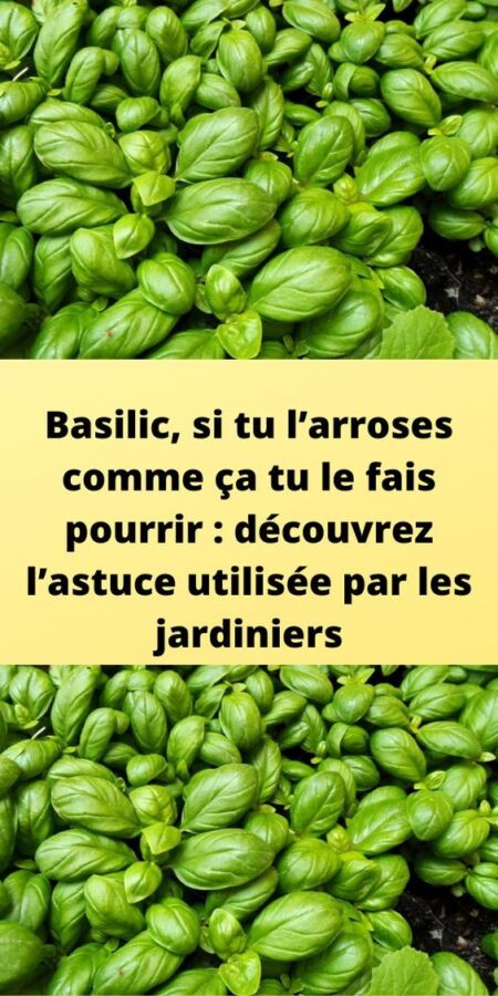 Nutriments bio pour citronnier
