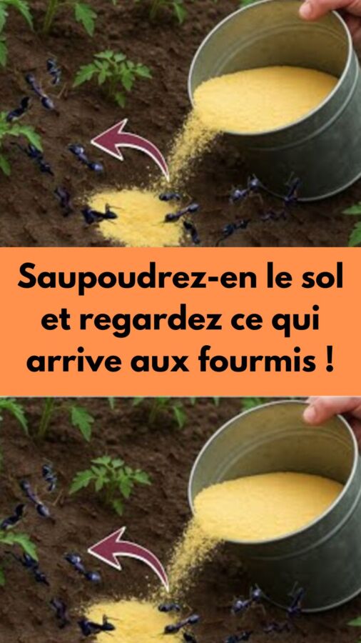 Nutriments bio pour citronnier