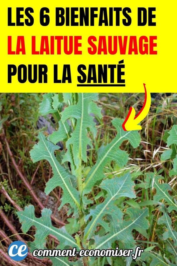 Répulsif naturel pour mouches