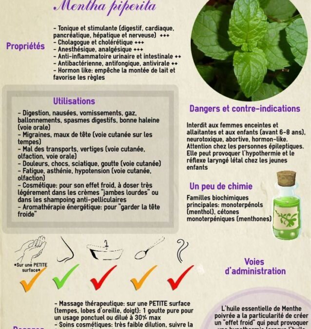 Huile essentielle menthe poivrée danger : ce qu&rsquo;il faut savoir avant d&rsquo;en utiliser
