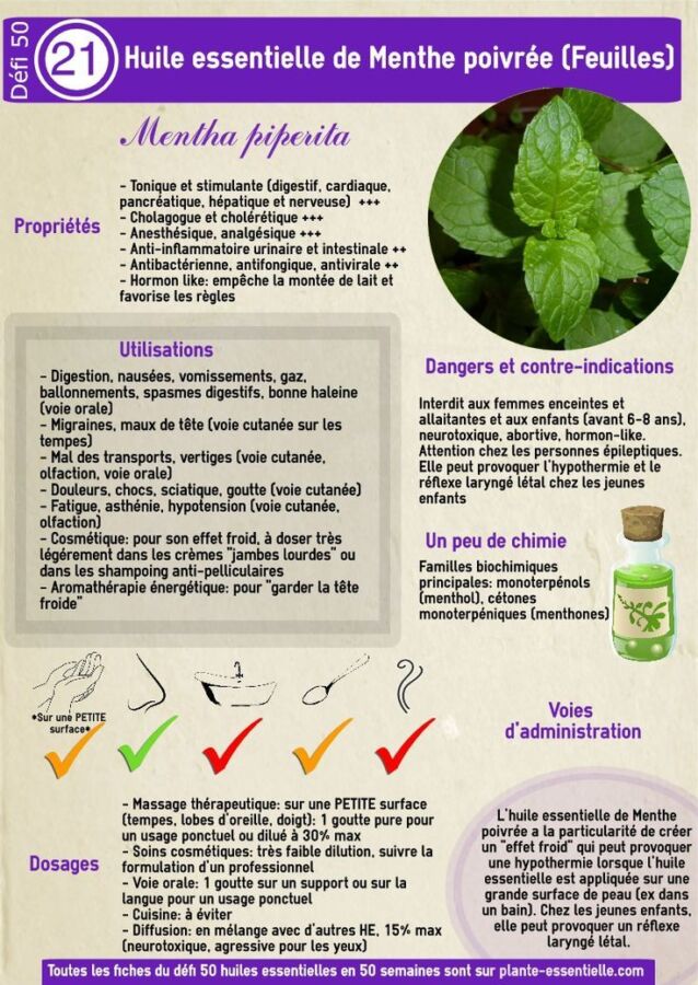 Huile essentielle menthe poivrée danger : ce qu&rsquo;il faut savoir avant d&rsquo;en utiliser