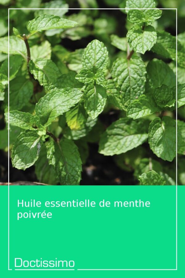 Dangers menthe poivrée essentielle