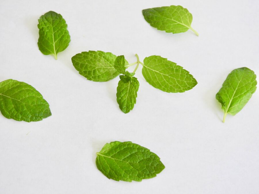 Menthe poivrée risques santé