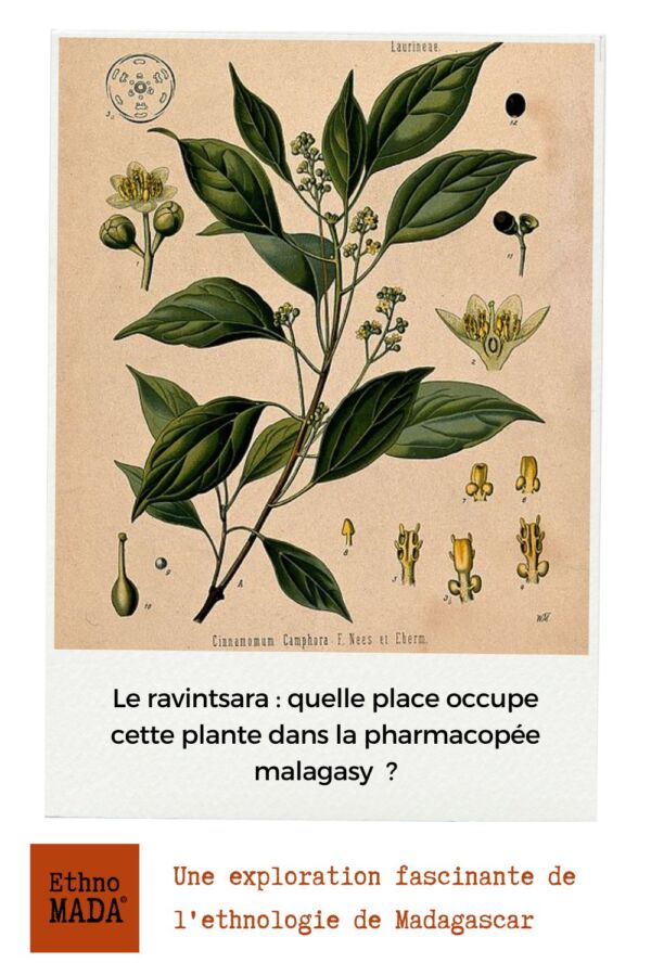 Avantages santé huile ravintsara