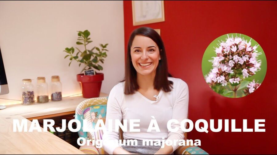 Propriétés marjolaine à coquille