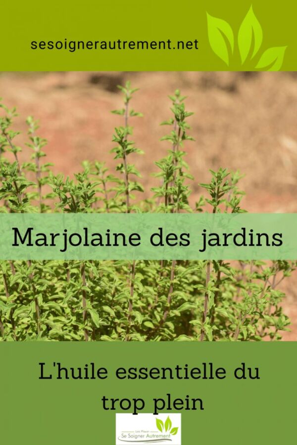 Propriétés marjolaine à coquille