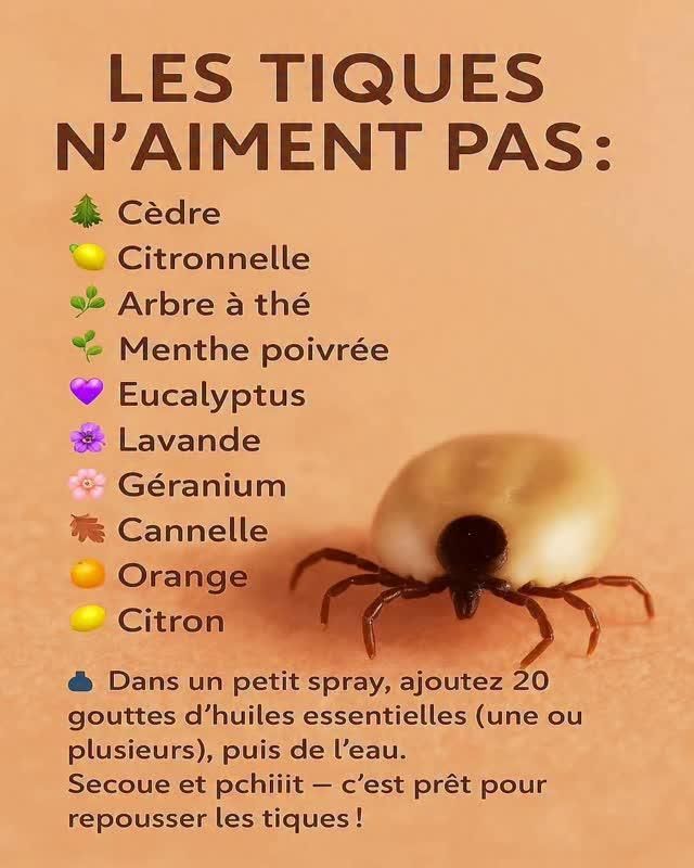 Risques santé huile cèdre