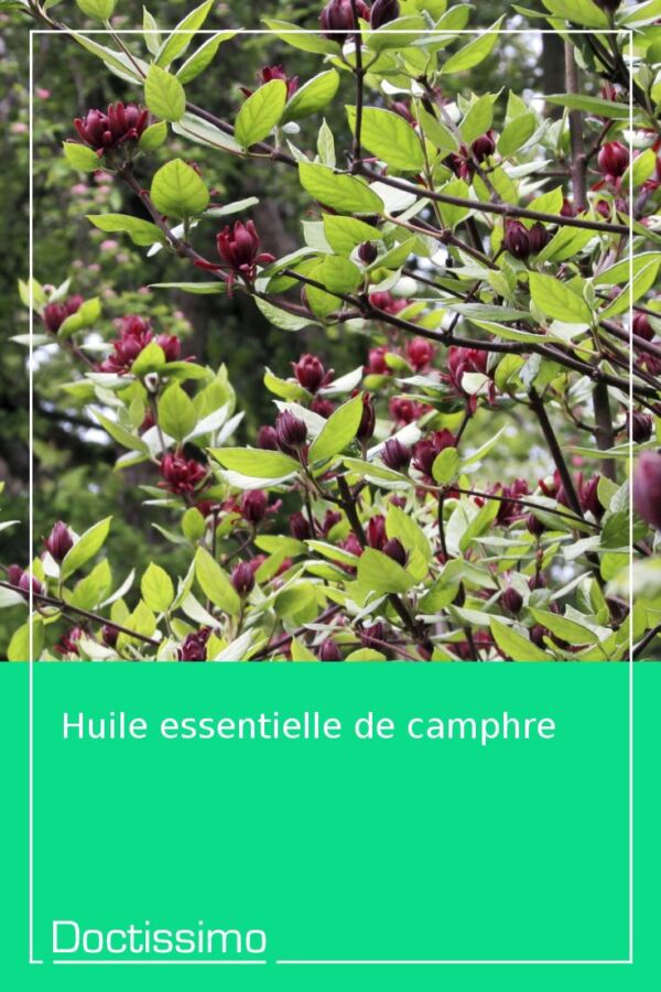 Utilisation sécurisée cèdre