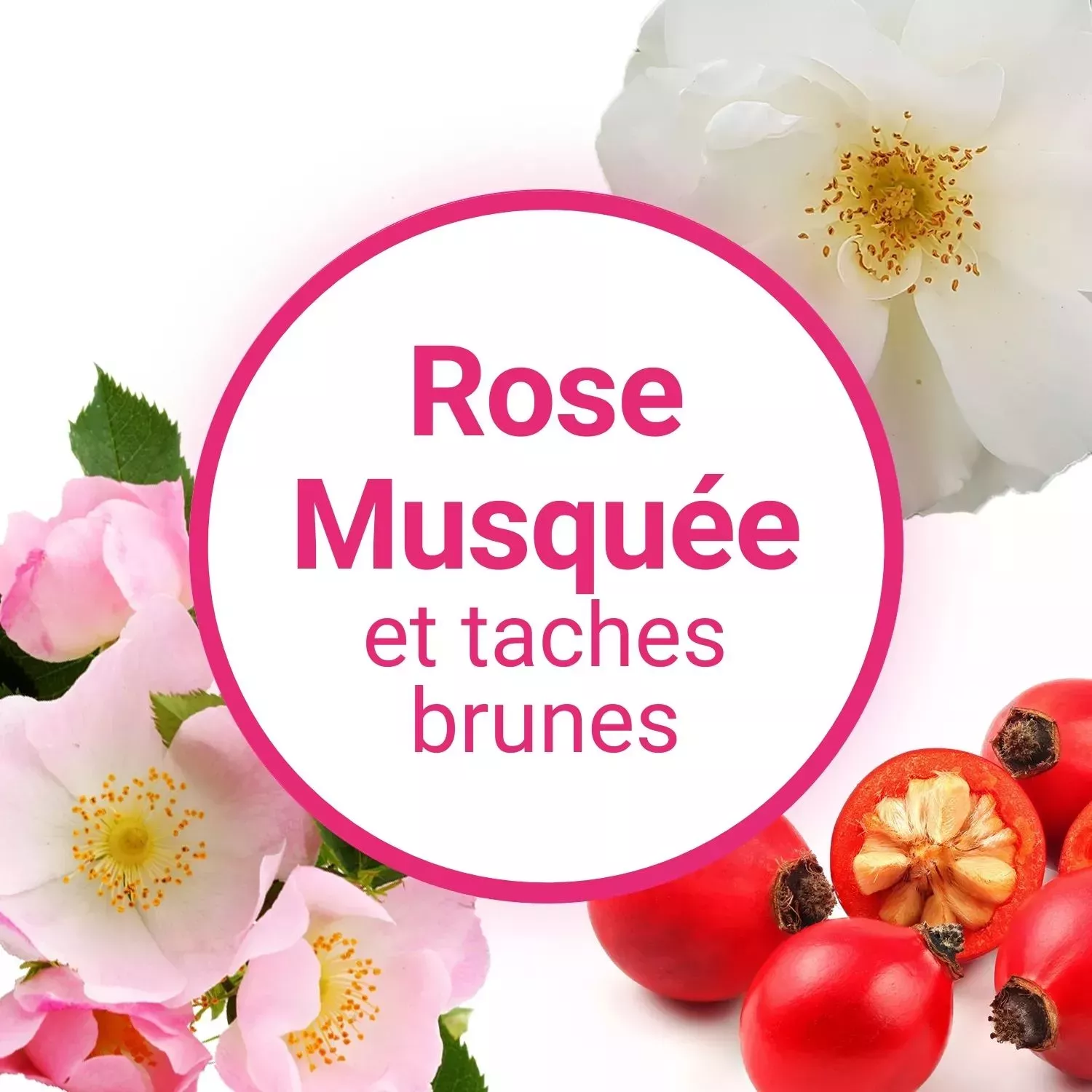 Dangers potentiels rose musquée