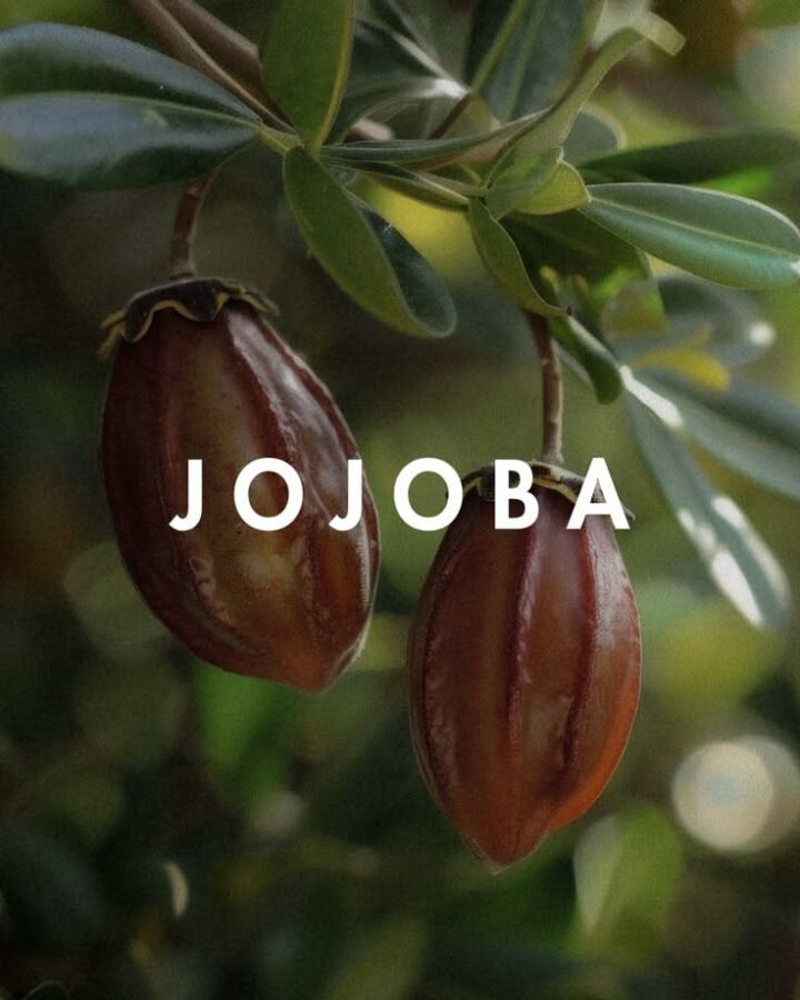 Effets secondaires jojoba